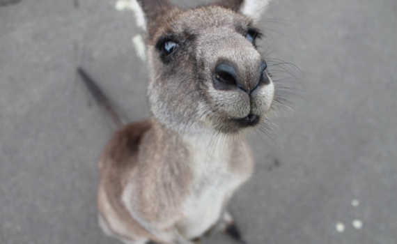 kangaroo-1149807_1920